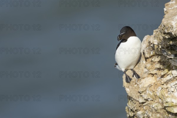 Razorbill (Alca torda) adult seabird bird on a cliff ledge in summer, RSPB Bempton cliffs nature reserve, Yorkshire, England, United Kingdom