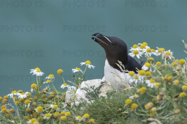 Razorbill (Alca torda) adult seabird bird calling on a cliff top amongst Mayweed flowers in summer, RSPB Bempton cliffs nature reserve, Yorkshire, England, United Kingdom