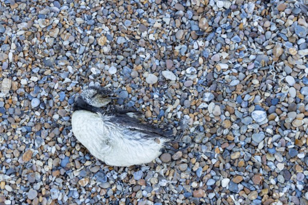 Guillemot (Uria aalge) adult seabird bird washed up dead on a shingle beach, England, United Kingdom