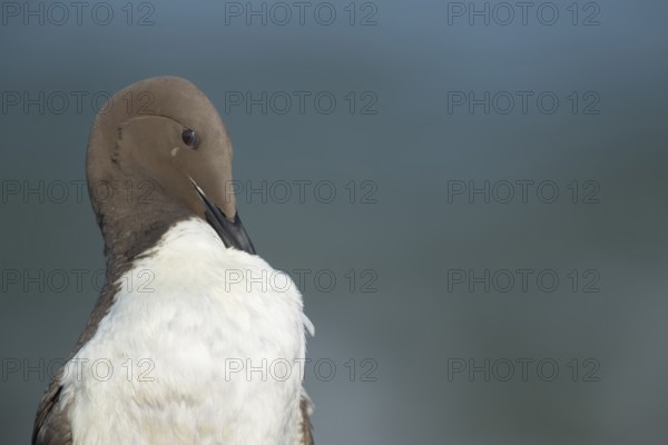 Guillemot (Uria aalge) adult seabird bird preening on a cliff ledge in summer, RSPB Bempton cliffs nature reserve, Yorkshire, England, United Kingdom