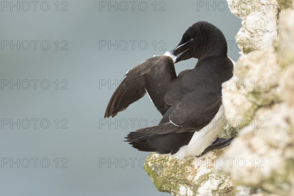Razorbill (Alca torda) adult seabird bird preening its wing feathers on a cliff ledge in summer, RSPB Bempton cliffs nature reserve, Yorkshire, England, United Kingdom