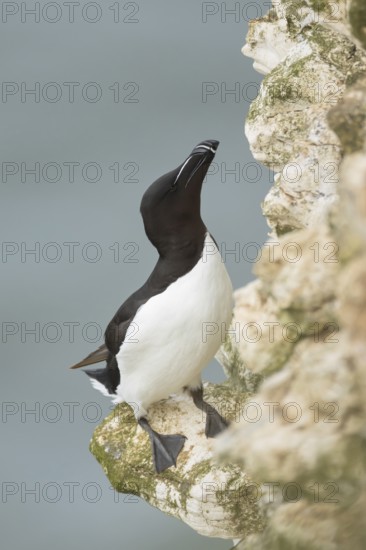 Razorbill (Alca torda) adult seabird bird standing on a cliff ledge, RSPB Bempton cliffs nature reserve, Yorkshire, England, United Kingdom