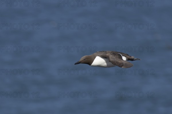 Guillemot (Uria aalge) adult seabird bird flying in summer, RSPB Bempton cliffs nature reserve, Yorkshire, England, United Kingdom