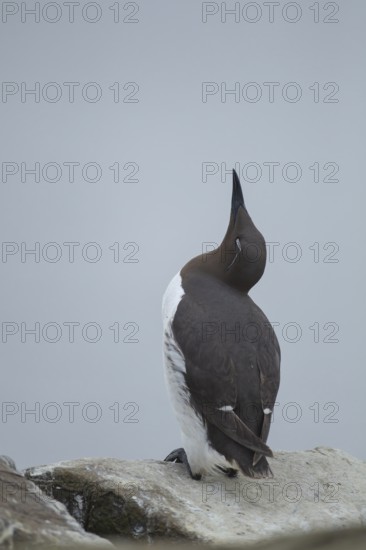 Guillemot (Uria aalge) adult seabird bird sleeping on a cliff ledge in summer, Farne islands, Northumberland, England, United Kingdom