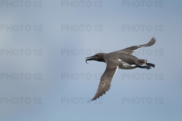 Guillemot (Uria aalge) adult seabird bird flying with a fish in its beak in summer, Farne islands, Northumberland, England, United Kingdom