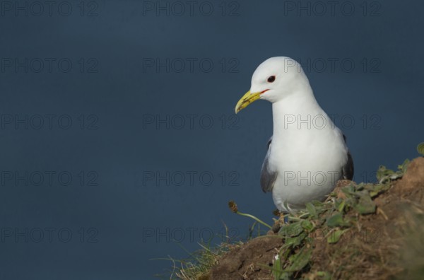 Kittiwake (Rissa tridactyla) adult seabird bird on a cliff top, RSPB Bempton cliffs, Yorkshire, England, United Kingdom