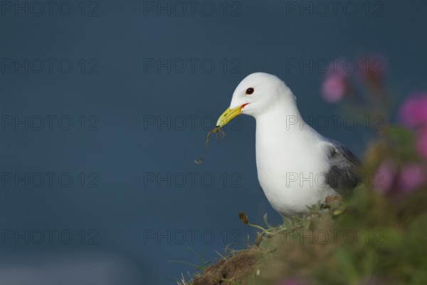 Kittiwake (Rissa tridactyla) adult seabird bird collecting nesting material in its beak from a cliff top, RSPB Bempton cliffs, Yorkshire, England, United Kingdom