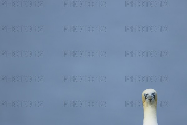 Northern gannet (Morus bassanus) adult seabird bird head portrait in summer, RSPB Bempton cliffs nature reserve, Yorkshire, England, United Kingdom