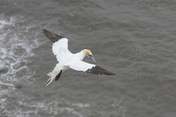 Northern gannet (Morus bassanus) adult seabird bird in flight in summer, RSPB Bempton cliffs nature reserve, Yorkshire, England, United Kingdom