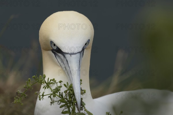 Northern gannet (Morus bassanus) adult seabird bird carrying nest material in its beak in summer, RSPB Bempton cliffs nature reserve, Yorkshire, England, United Kingdom