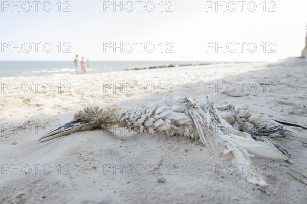 Northern gannet (Morus bassanus) adult seabird bird dead on a beach, England, United Kingdom