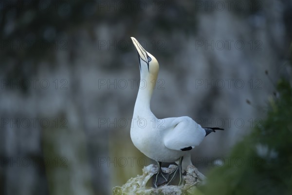 Northern gannet (Morus bassanus) adult seabird bird on a cliff top in summer, RSPB Bempton cliffs nature reserve, Yorkshire, England, United Kingdom