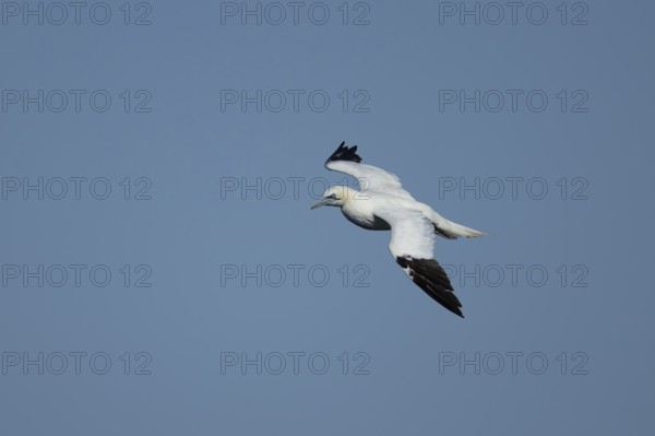 Northern gannet (Morus bassanus) adult seabird bird in flight, RSPB Bempton cliffs nature reserve, Yorkshire, England, United Kingdom