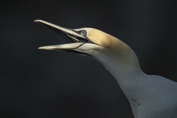Northern gannet (Morus bassanus) adult seabird bird with its beak open in summer, RSPB Bempton cliffs nature reserve, Yorkshire, England, United Kingdom