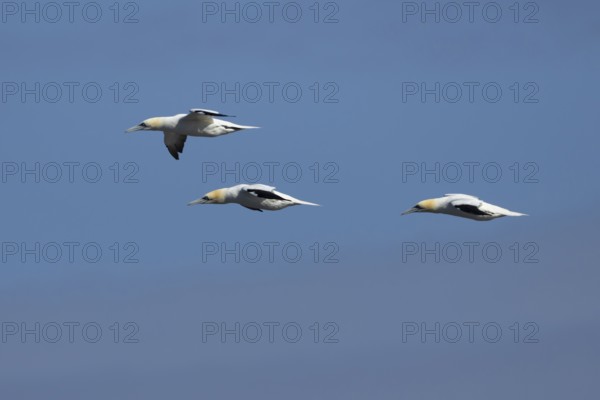 Northern gannet (Morus bassanus) three adult seabird birds in flight in summer, RSPB Bempton cliffs nature reserve, Yorkshire, England, United Kingdom