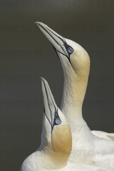 Northern gannet (Morus bassanus) two adult seabird birds performing their love courtship display on a cliff top in summer, RSPB Bempton cliffs nature reserve, Yorkshire, England, United Kingdom