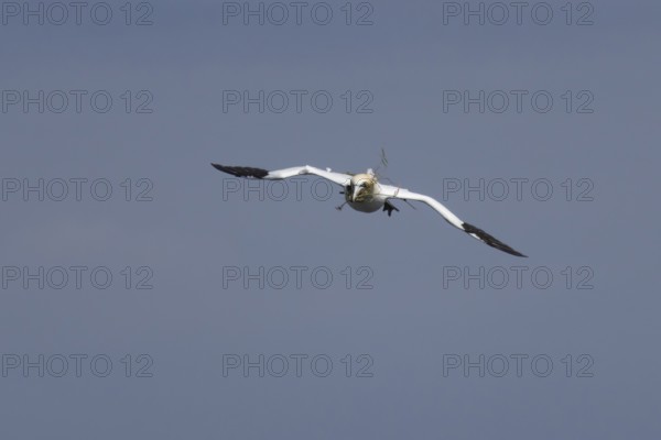 Northern gannet (Morus bassanus) adult seabird bird in flight carrying nest material in its beak in summer, RSPB Bempton cliffs nature reserve, Yorkshire, England, United Kingdom