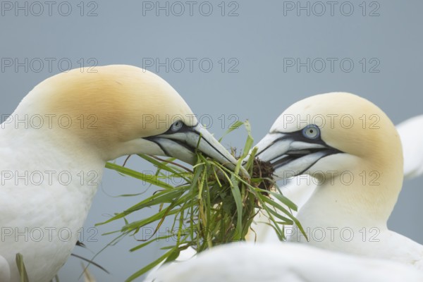 Northern Gannet (Morus bassanus) two adult seabird birds fighting over a clump of grass for nesting material in summer, RSPB Bempton cliffs nature reserve, Yorkshire, England, United Kingdom