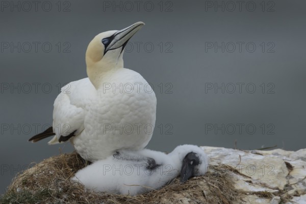 Northern gannet (Morus bassanus) adult parent and juvenile baby seabird birds sleeping on a nest on a cliff top in summer, RSPB Bempton cliffs nature reserve, Yorkshire, England, United Kingdom