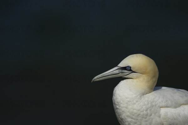 Northern gannet (Morus bassanus) adult seabird bird sleeping, RSPB Bempton cliffs nature reserve, Yorkshire, England, United Kingdom