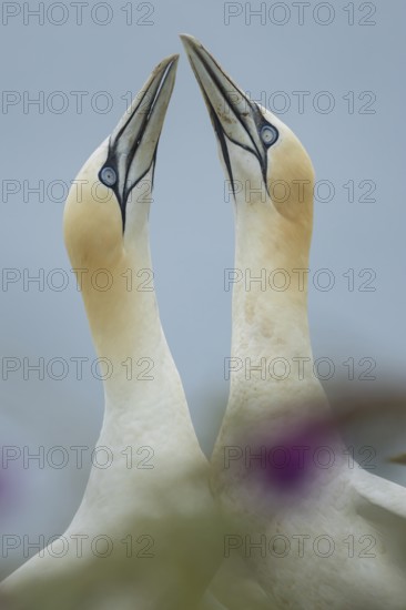 Northern gannet (Morus bassanus) two adult seabird birds performing their love courtship display, RSPB Bempton cliffs nature reserve, Yorkshire, England, United Kingdom