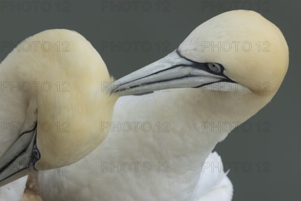 Northern gannet (Morus bassanus) two adult seabird birds performing their love courtship display, RSPB Bempton cliffs nature reserve, Yorkshire, England, United Kingdom