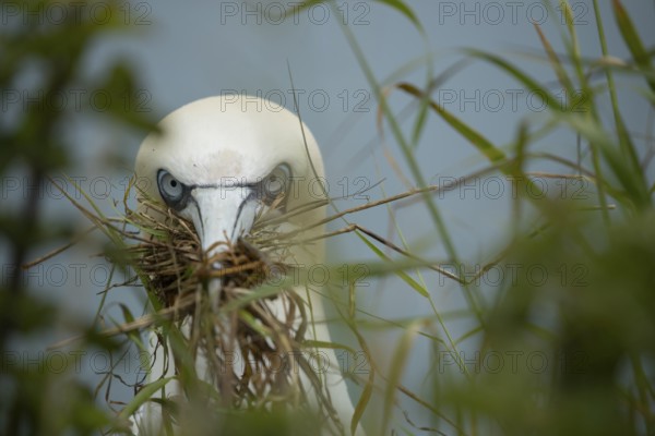 Northern gannet (Morus bassanus) adult seabird bird carrying grass for nest material in its beak in summer, RSPB Bempton cliffs nature reserve, Yorkshire, England, United Kingdom