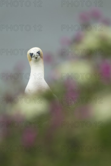 Northern gannet (Morus bassanus) adult seabird bird amongst cliff top summer flowers, RSPB Bempton cliffs nature reserve, Yorkshire, England, United Kingdom