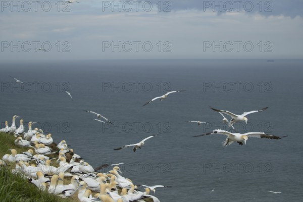 Northern gannet (Morus bassanus) adult seabird birds at a cliff top colony in summer, RSPB Bempton cliffs nature reserve, Yorkshire, United Kingdom