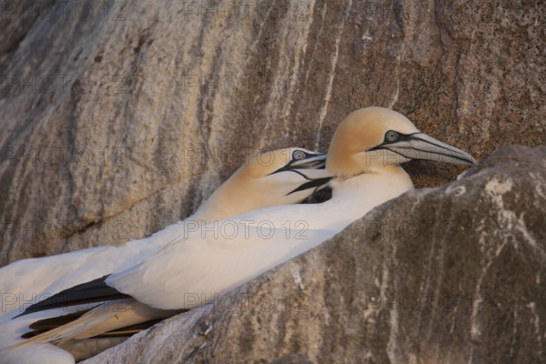 Northern gannet (Morus bassanus) two adult seabird birds performing their love courtship display on a cliff top in summer, Ireland