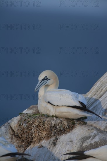 Northern gannet (Morus bassanus) adult seabird bird on a nest on a cliff top, Ireland