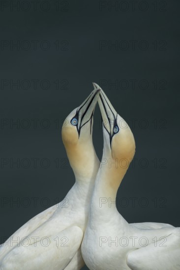 Northern gannet (Morus bassanus) two adult seabird birds performing their love courtship display in summer, RSPB Bempton cliffs nature reserve, Yorkshire, England, United Kingdom