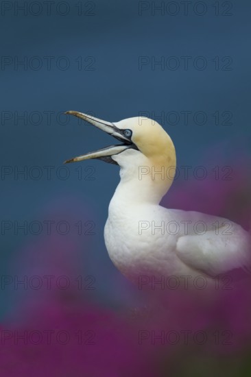 Northern gannet (Morus bassanus) adult seabird bird calling amongst cliff top summer flowers, RSPB Bempton cliffs nature reserve, Yorkshire, England, United Kingdom