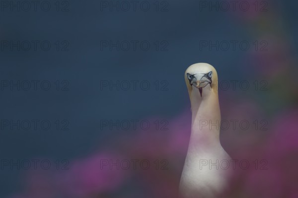 Northern gannet (Morus bassanus) adult seabird bird amongst cliff top summer red campion flowers, RSPB Bempton cliffs nature reserve, Yorkshire, England, United Kingdom