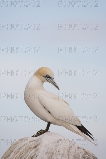 Northern gannet (Morus bassanus) adult seabird bird on a rock in summer, Ireland