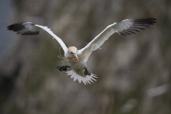 Northern gannet (Morus bassanus) adult seabird bird flying carrying nest material in its beak in spring, RSPB Bempton cliffs nature reserve, Yorkshire, England, United Kingdom