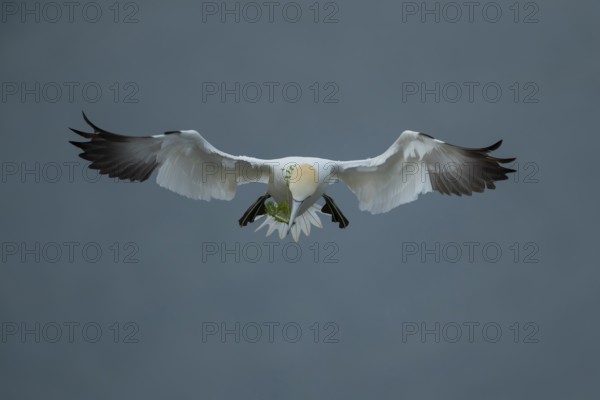 Northern gannet (Morus bassanus) adult seabird bird flying carrying nest material in its beak in summer, RSPB Bempton cliffs nature reserve, Yorkshire, England, United Kingdom