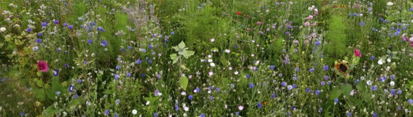 Vegetation, wildflowers, wildflower meadow, meadow, biodiversity, panorama, Rügen island, largest and most populous German island.Baltic Sea coast, Baltic Sea, Mecklenburg-Western Pomerania, Germany, Northern Europe