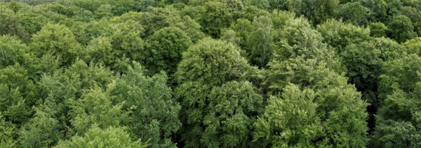 European beech (Fagus sylvatica), beech, beech forest, treetops from above, island of Rügen, largest and most populous German island.Baltic Sea coast, Baltic Sea, Mecklenburg-Western Pomerania, Germany, Northern Europe