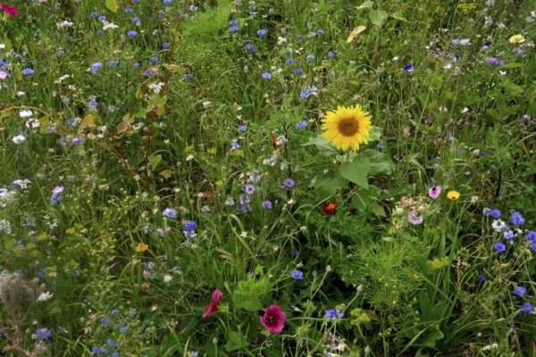 Vegetation, wildflowers, wildflower meadow, meadow, biodiversity, island of Rügen, largest and most populous German island. Baltic Sea coast, Baltic Sea, Mecklenburg-Western Pomerania, Germany, Northern Europe
