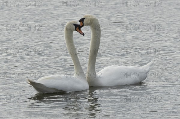 Mute swan (Cygnus olor) two adult birds performing their courtship love display on the water of a lake, England, United Kingdom
