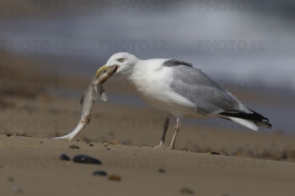 Herring gull (Larus argentatus) adult seagull bird feeding on a dogfish shark fish on a beach in summer, England, United Kingdom