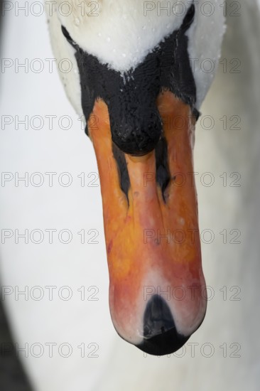 Mute swan (Cygnus olor) adult bird head portrait, England, United Kingdom