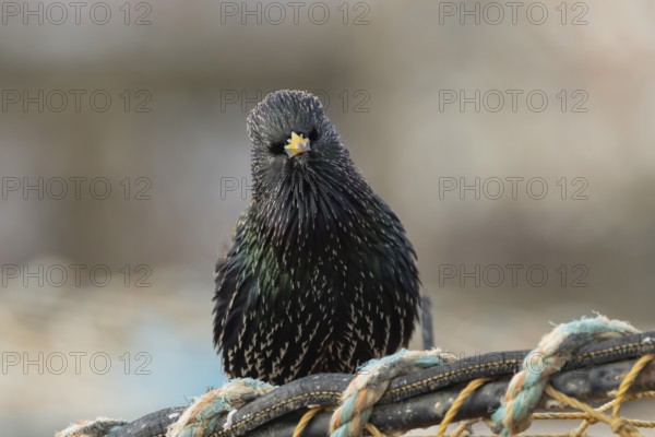 Common starling (Sturnus vulgaris) adult bird on fishing nets in a harbour in winter, England, United Kingdom