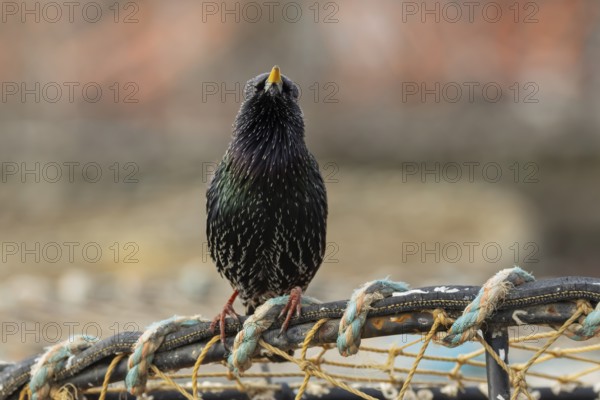 Common starling (Sturnus vulgaris) adult bird singing on fishing nets in a harbour in winter, England, United Kingdom