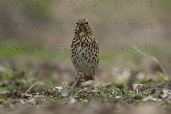 Song thrush (Turdus philomelos) adult bird searching for food in a woodland, England, United Kingdom