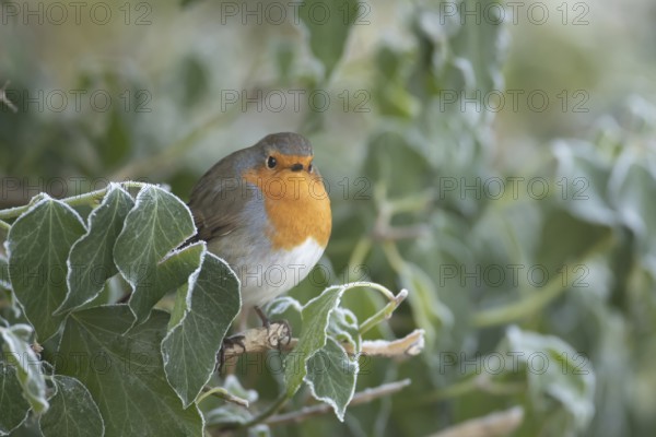 European Robin (Erithacus rubecula) adult garden bird on a frost covered Ivy tree branch in winter, England, United Kingdom