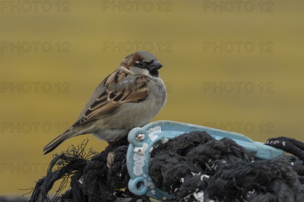 House sparrow (Passer domesticus) adult male bird on fishing nets in a harbour in winter, England, United Kingdom
