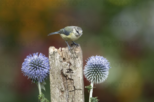 Blue tit (Cyanistes caeruleus) adult garden bird on a wooden post in summer, England, United Kingdom