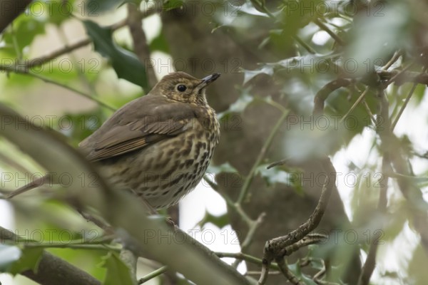 Song thrush (Turdus philomelos) adult bird on a tree branch in winter, England, United Kingdom